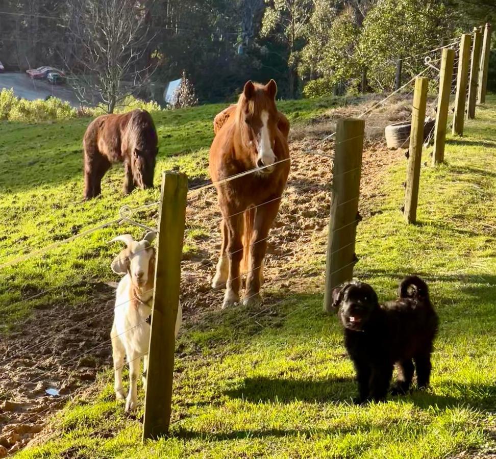 Beech Hill - Pet Friendly Holiday Home Tasman Extérieur photo